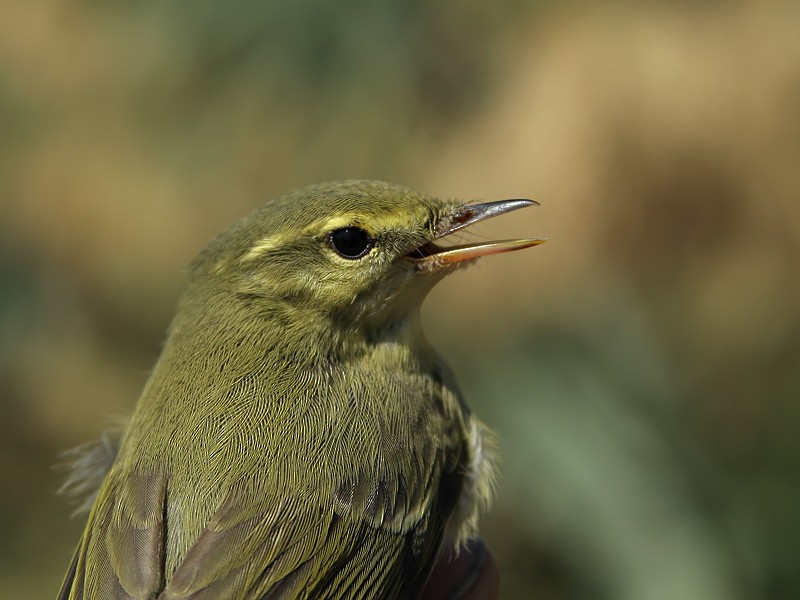 Green Warbler - Yoav Perlman