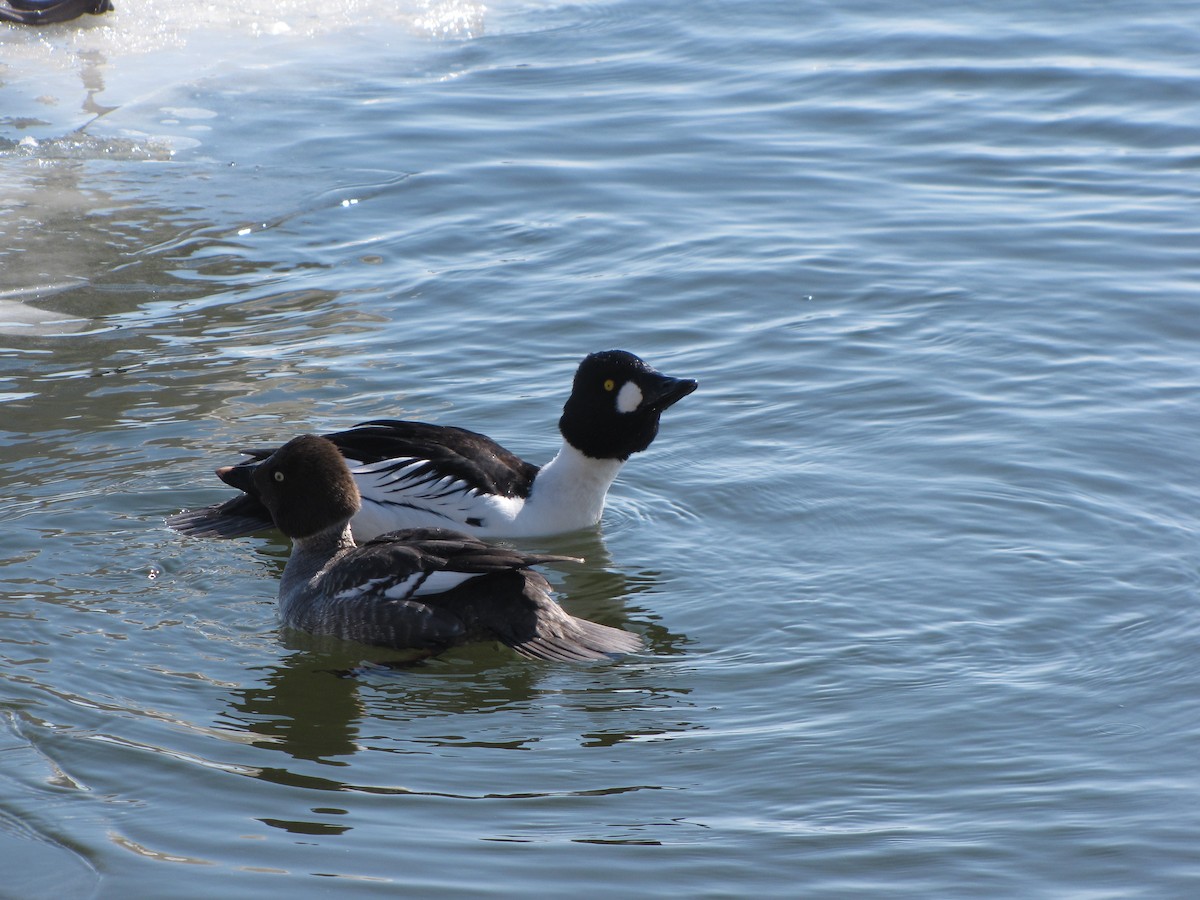 Common Goldeneye - Tyler Hampton