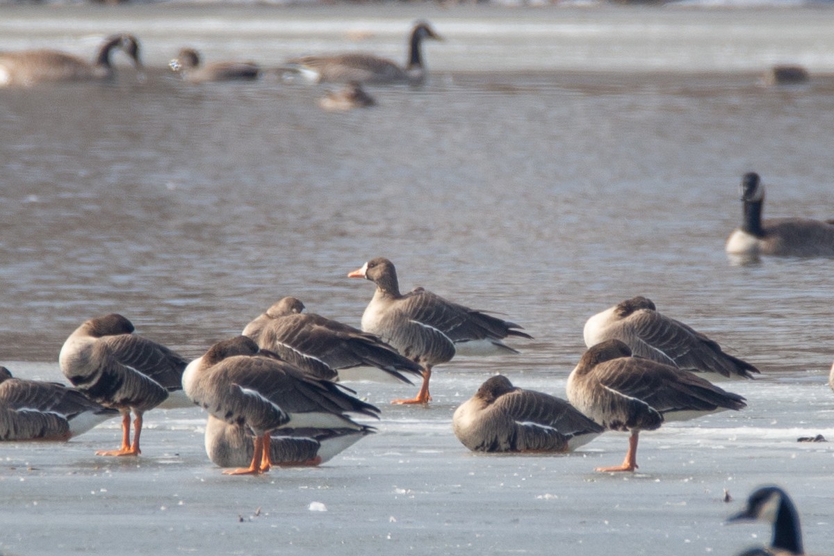 Greater White-fronted Goose - ML144526791