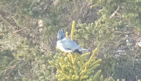 Belted Kingfisher - ML144528321