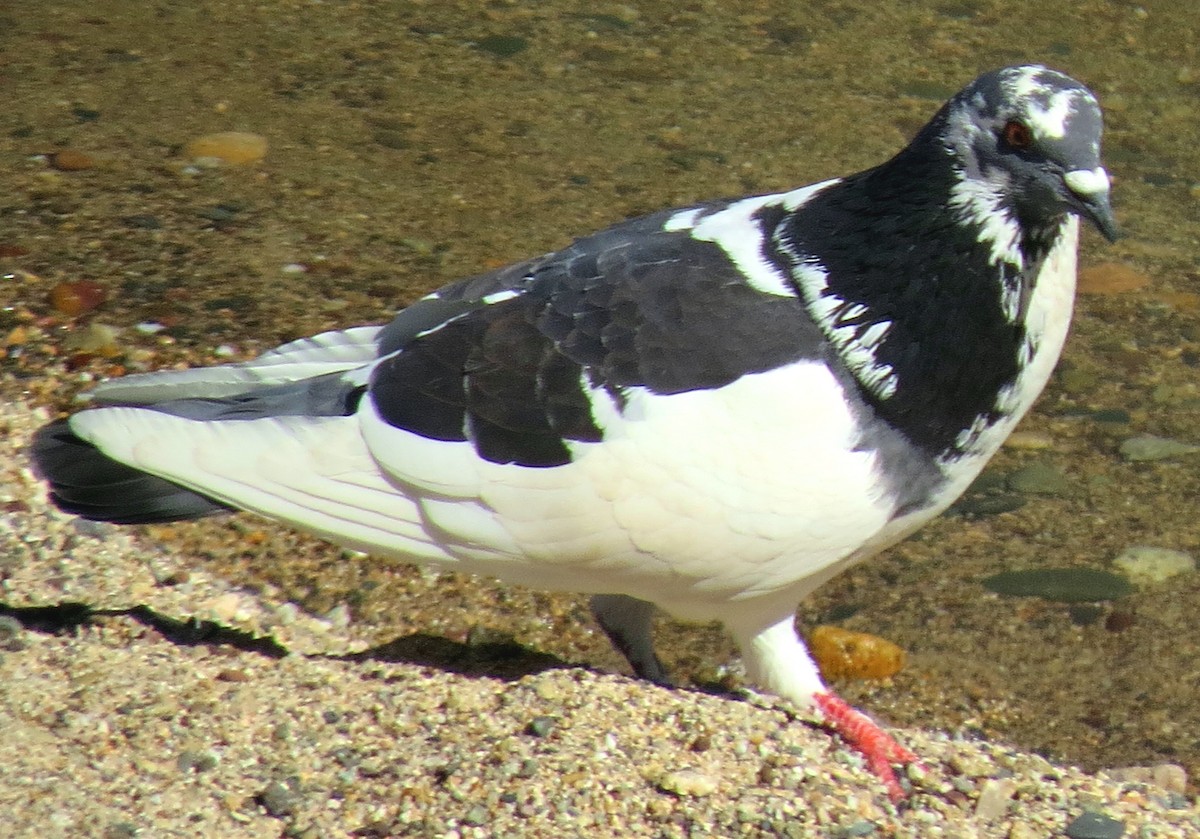 Сизый голубь (Одомашненного типа) - ML144529581