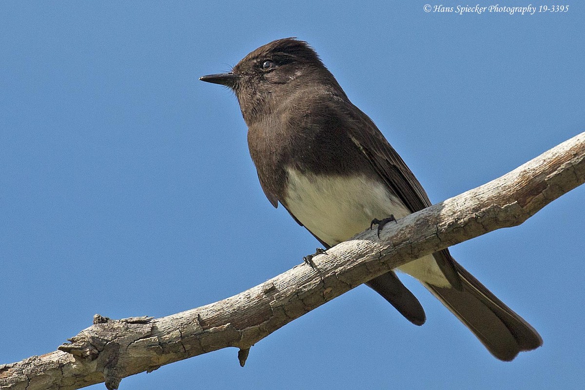 Black Phoebe - ML144530901