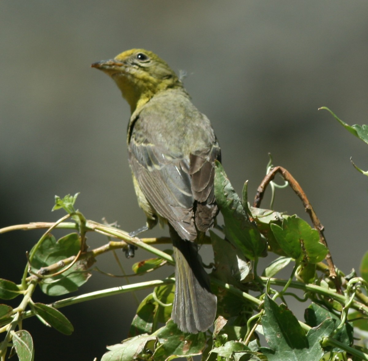 Western Tanager - ML144531371