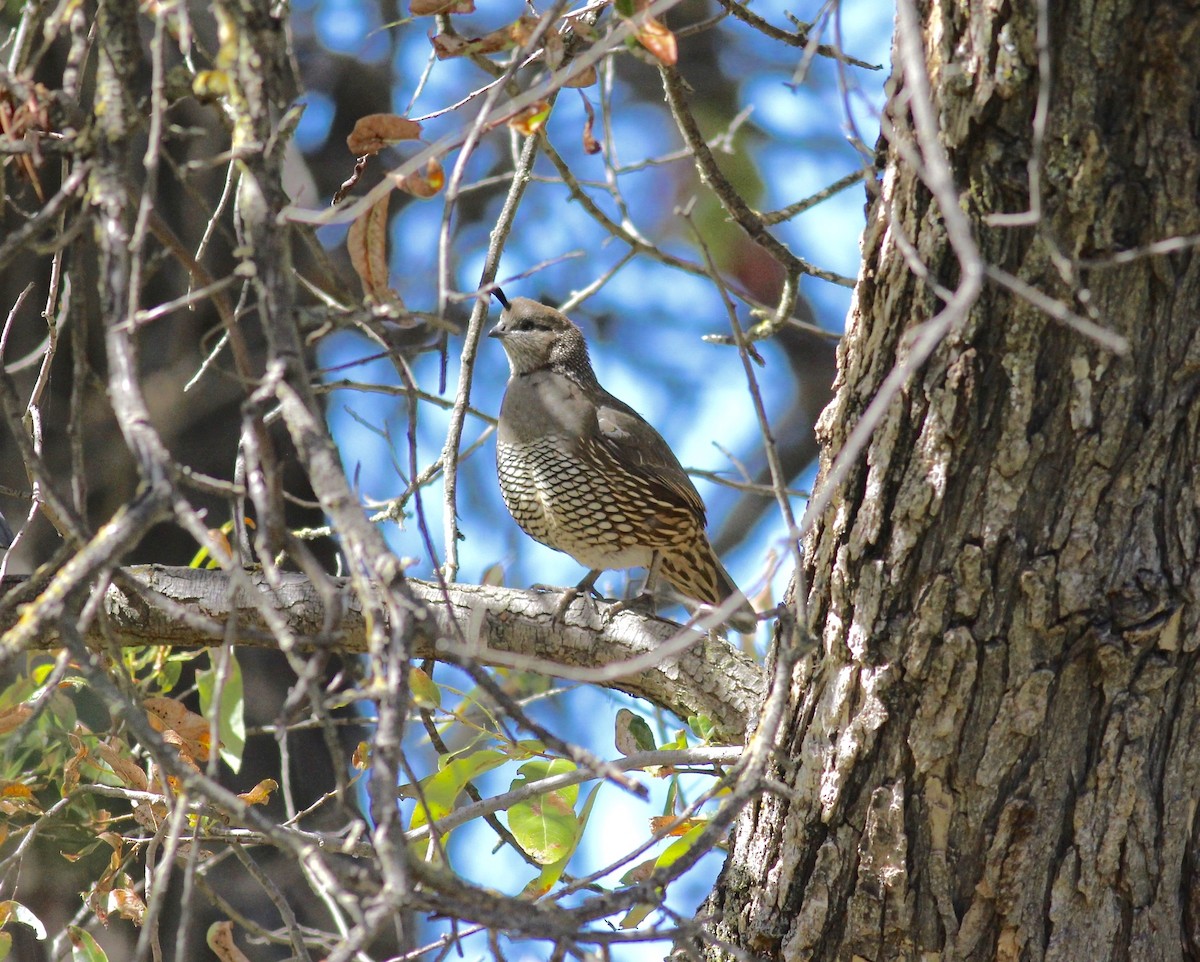 California Quail - ML144531811