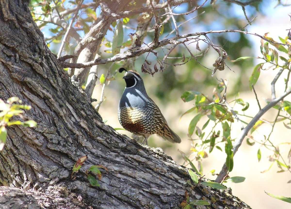California Quail - ML144531821