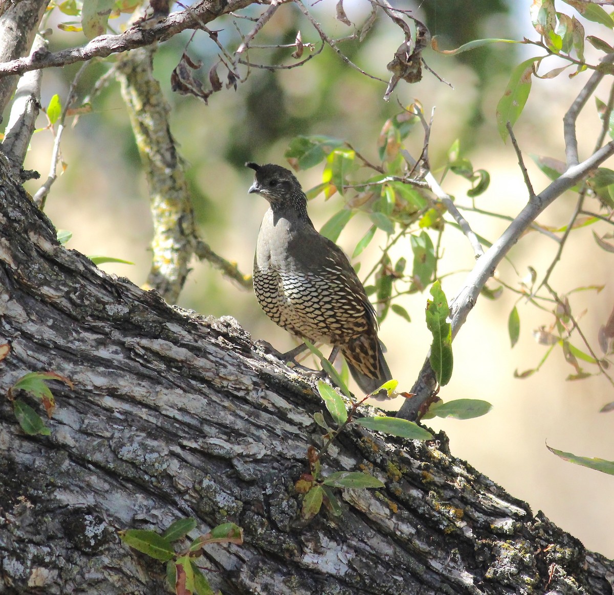 California Quail - ML144531831
