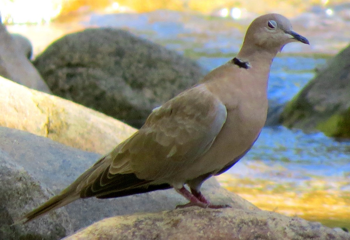 Eurasian Collared-Dove - Patrick O'Driscoll