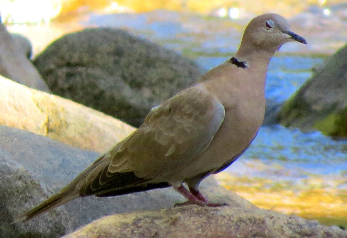 Eurasian Collared-Dove - ML144532001