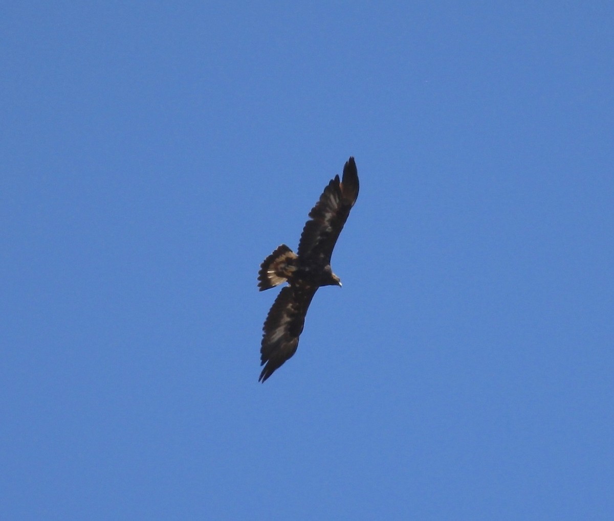 Цармын бүргэд - ML144532021