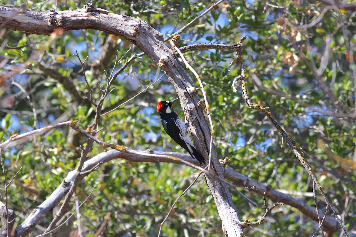 Acorn Woodpecker - ML144532111