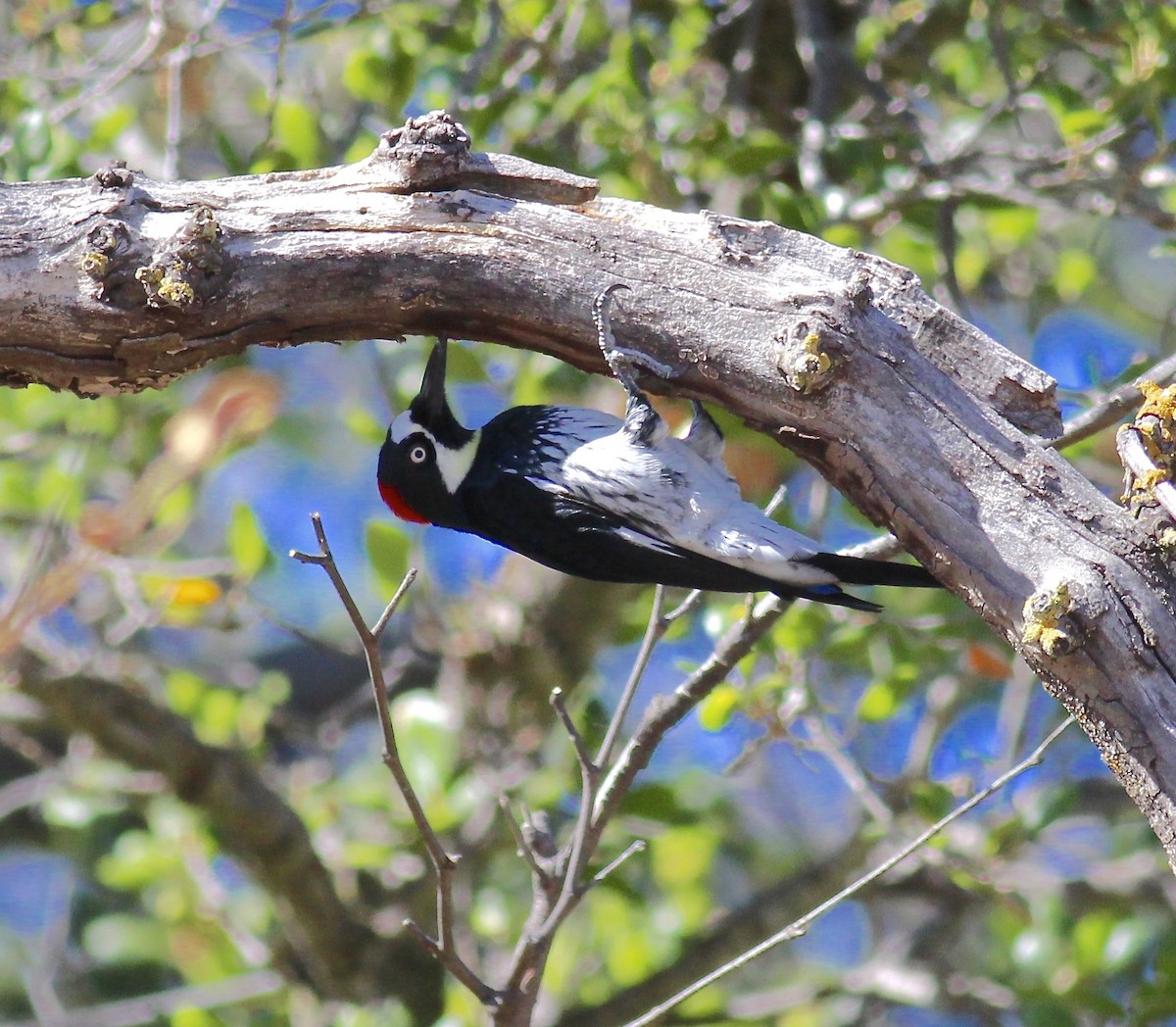 Acorn Woodpecker - ML144532121