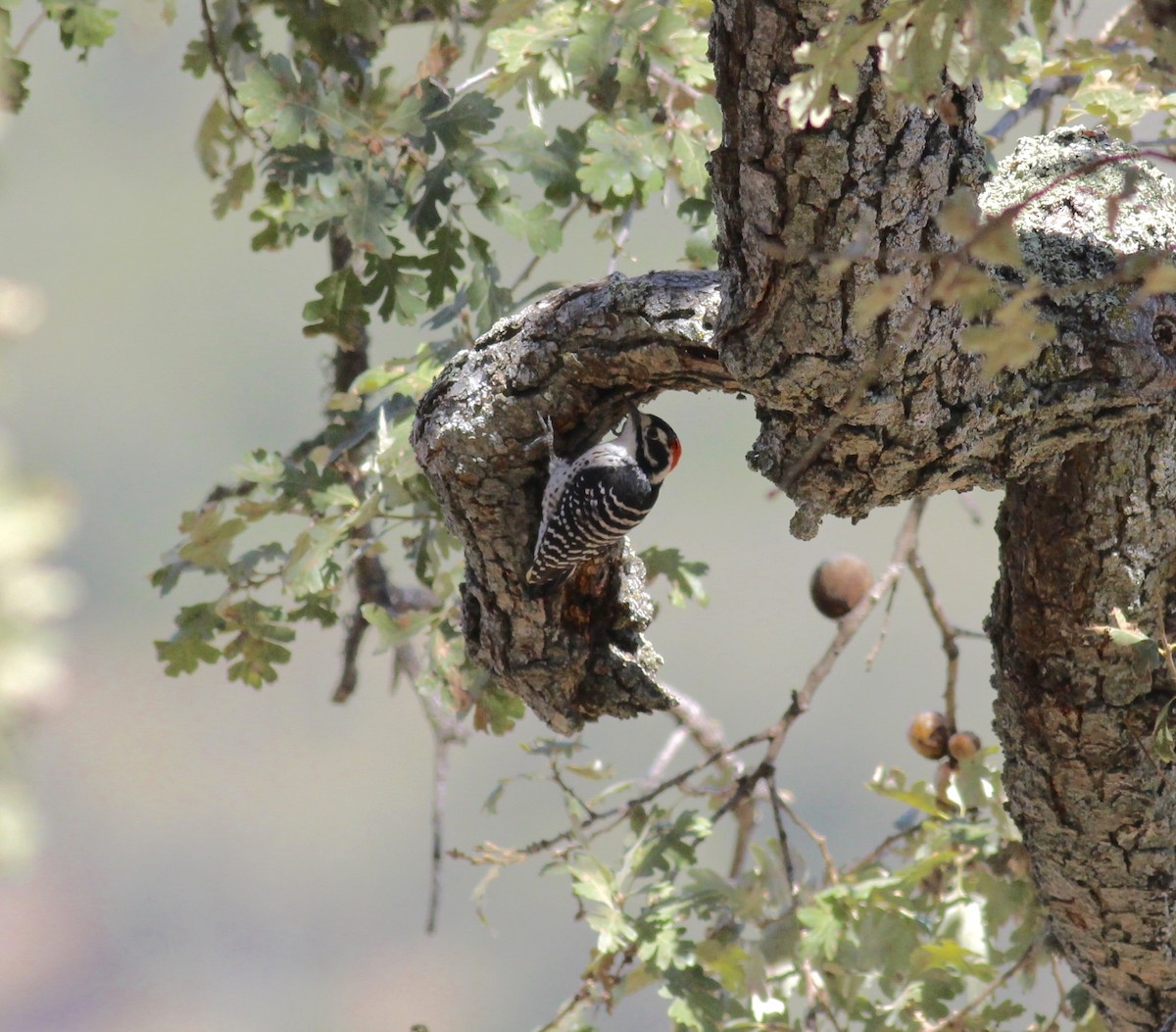 Nuttall's Woodpecker - ML144532211