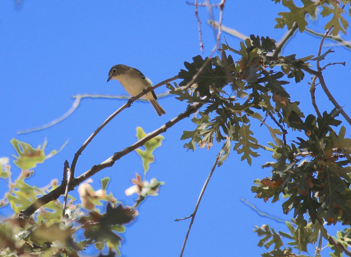 Vireo de Cassin - ML144532281