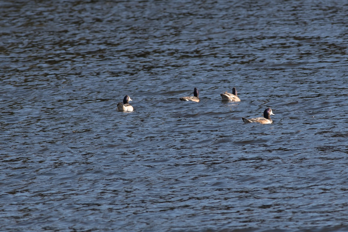 Canard de Chiloé - ML144536361