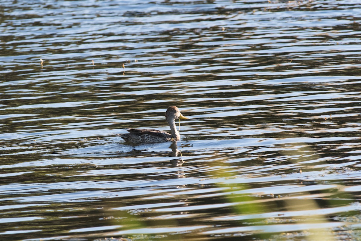 Canard à queue pointue - ML144536521