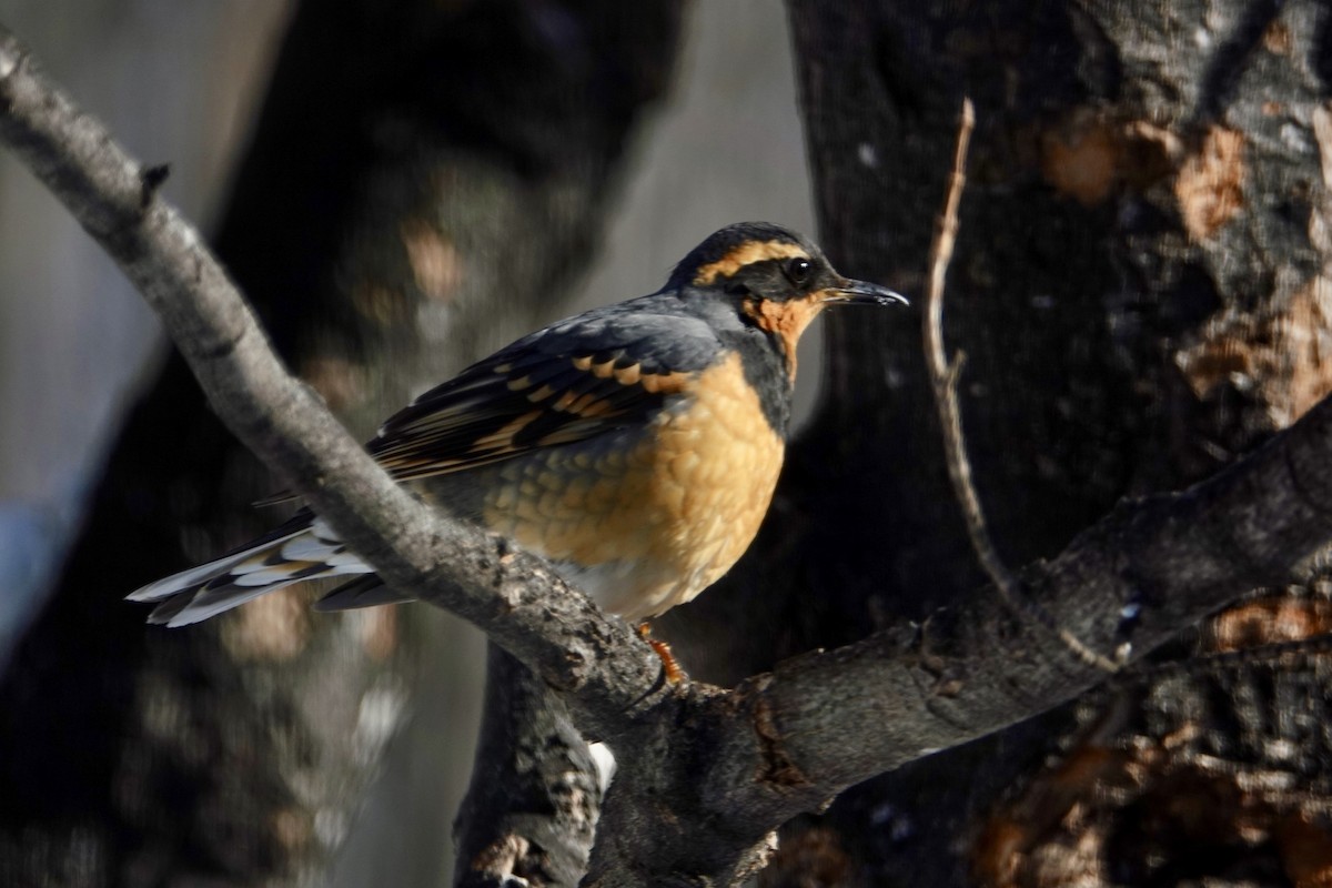 Varied Thrush - Russ  And Theresa