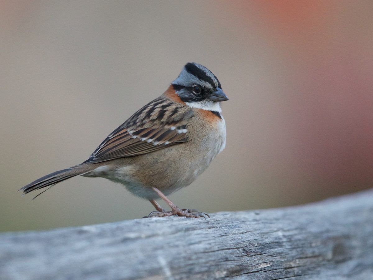 Rufous-collared Sparrow - ML144538141