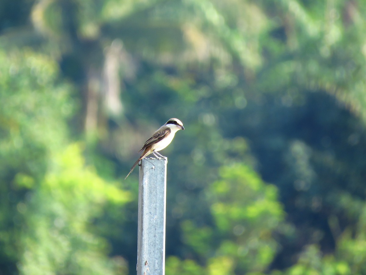 Brown Shrike - ML144539571