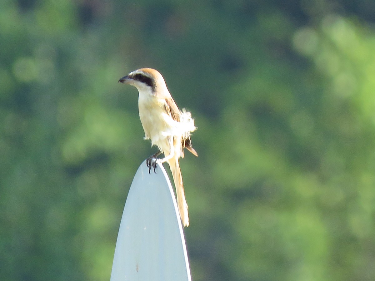 Brown Shrike - ML144539681