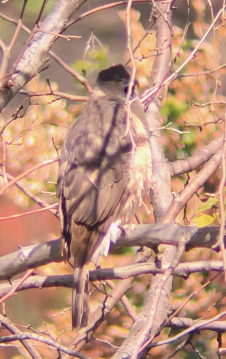 Cooper's Hawk - ML144539941