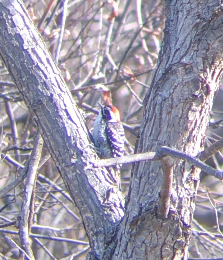 Nuttall's Woodpecker - Taylor Severn