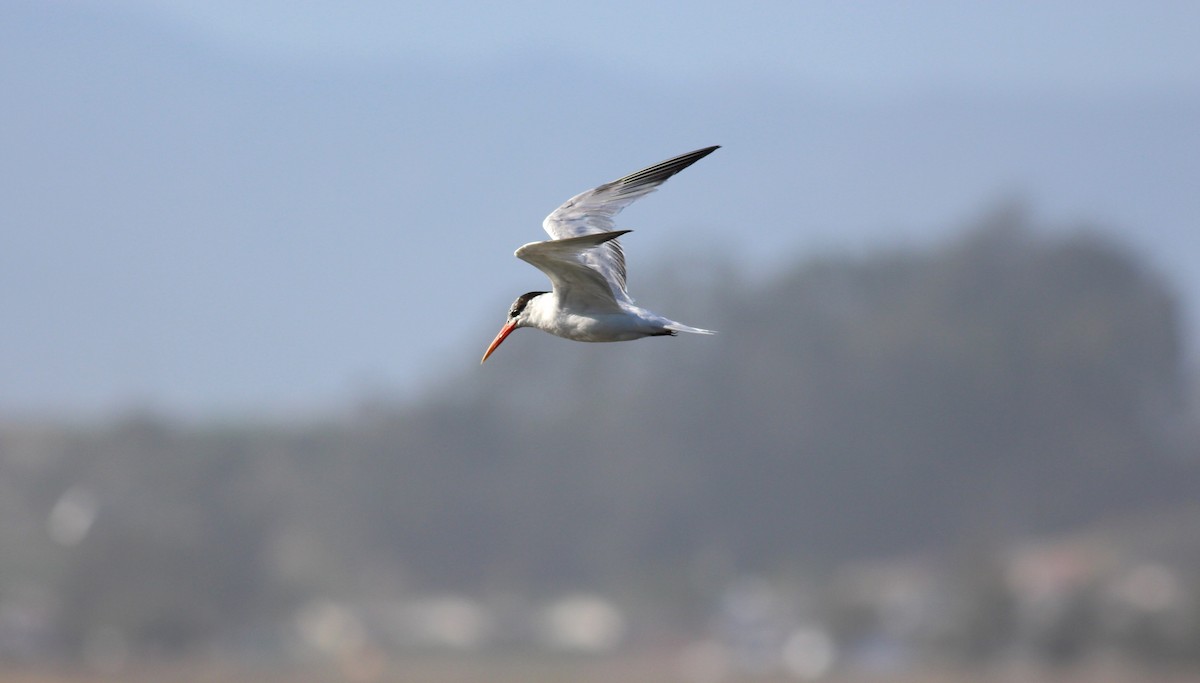 Elegant Tern - ML144541321