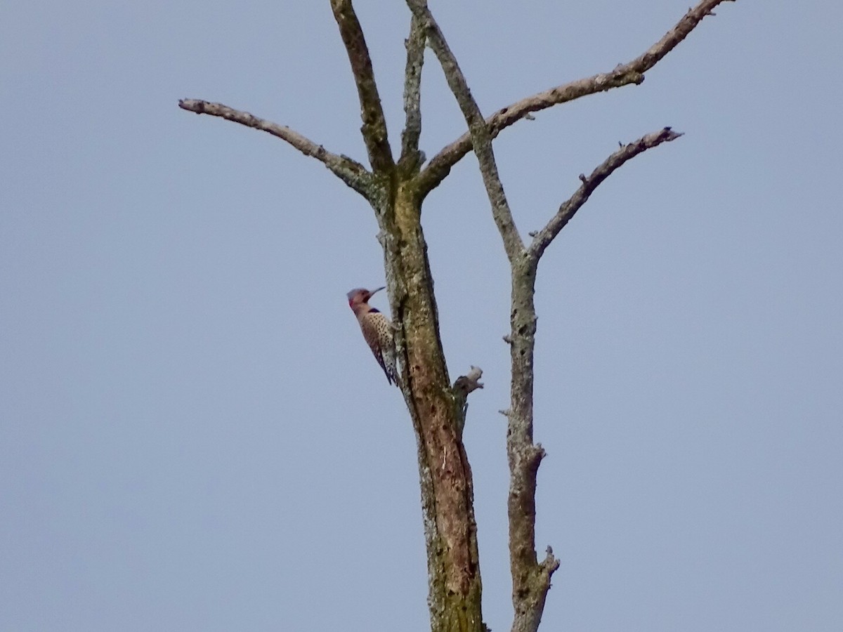 Northern Flicker - Annie Downing