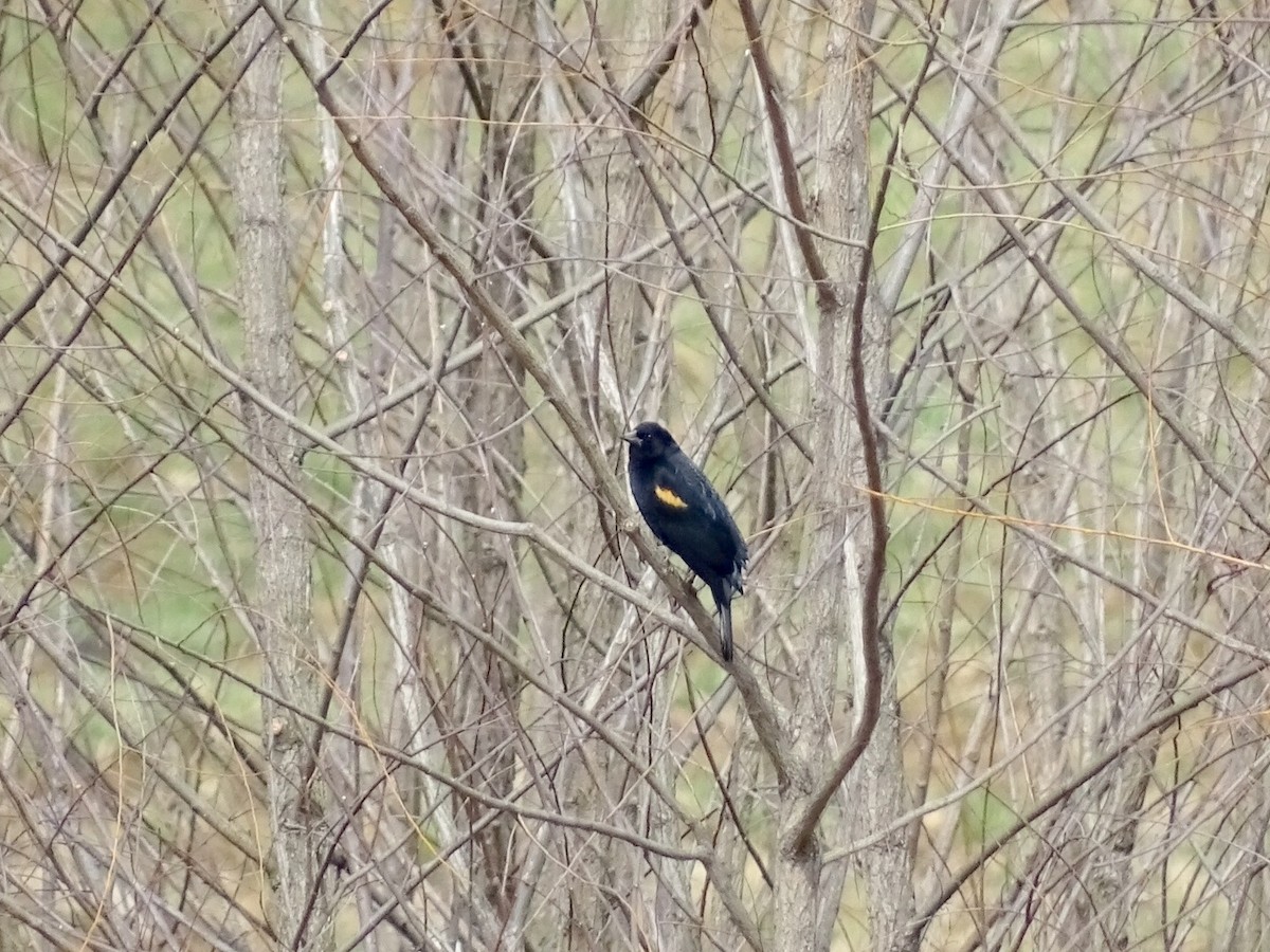 Red-winged Blackbird - Annie Downing