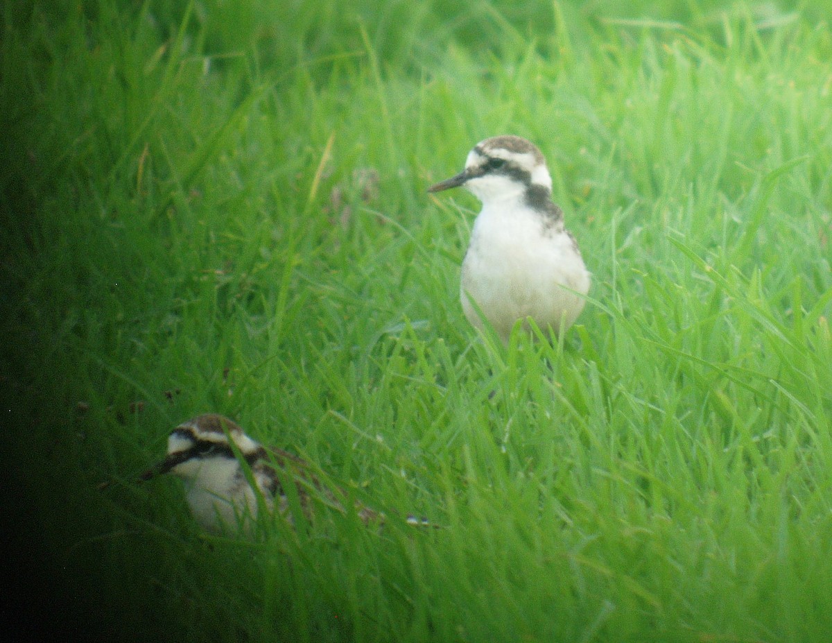 St. Helena Plover - John Drummond