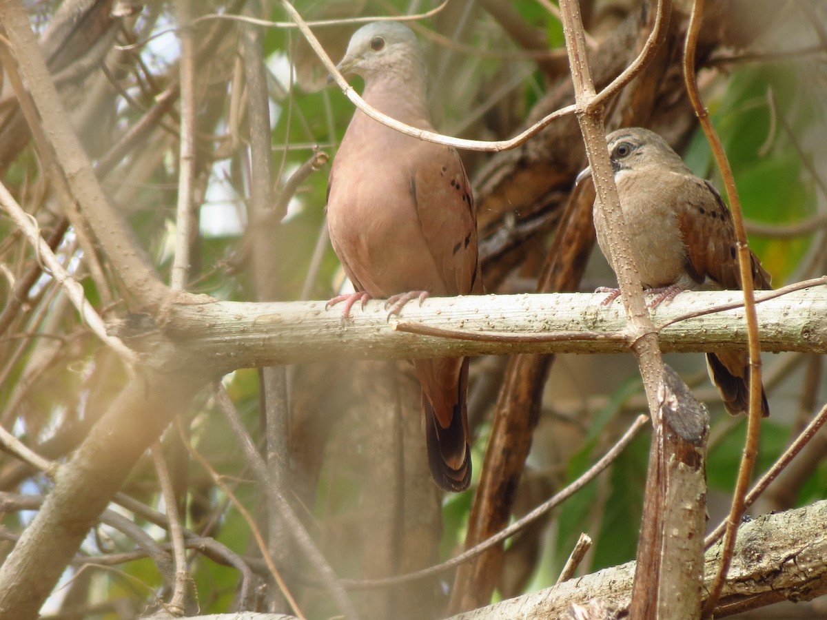 Ruddy Ground Dove - ML144544871