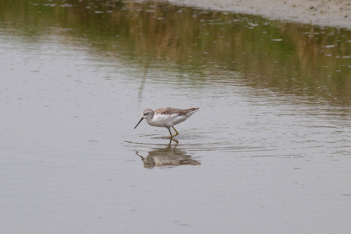 Marsh Sandpiper - Beko Binder