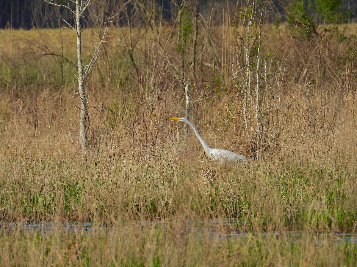 Great Egret - ML144545881