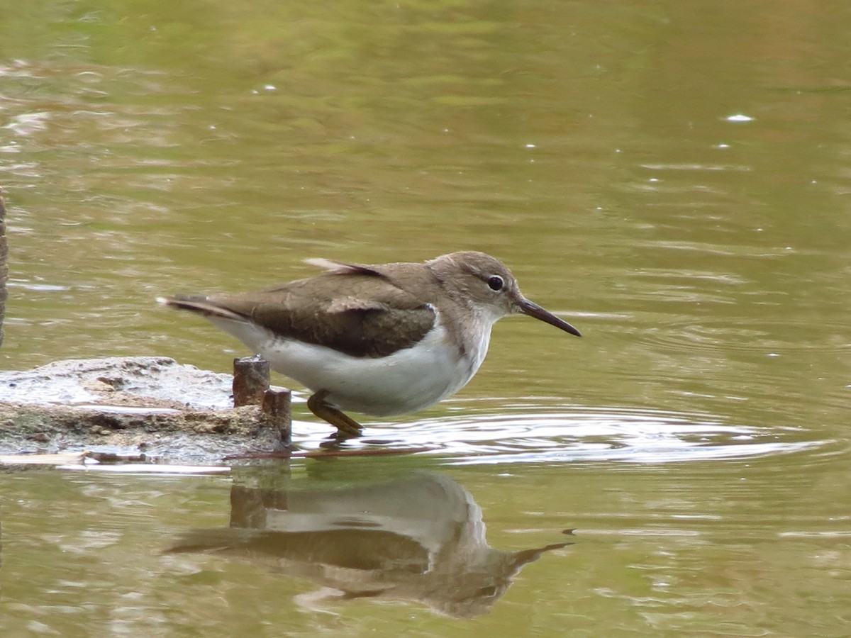 Spotted Sandpiper - ML144546591