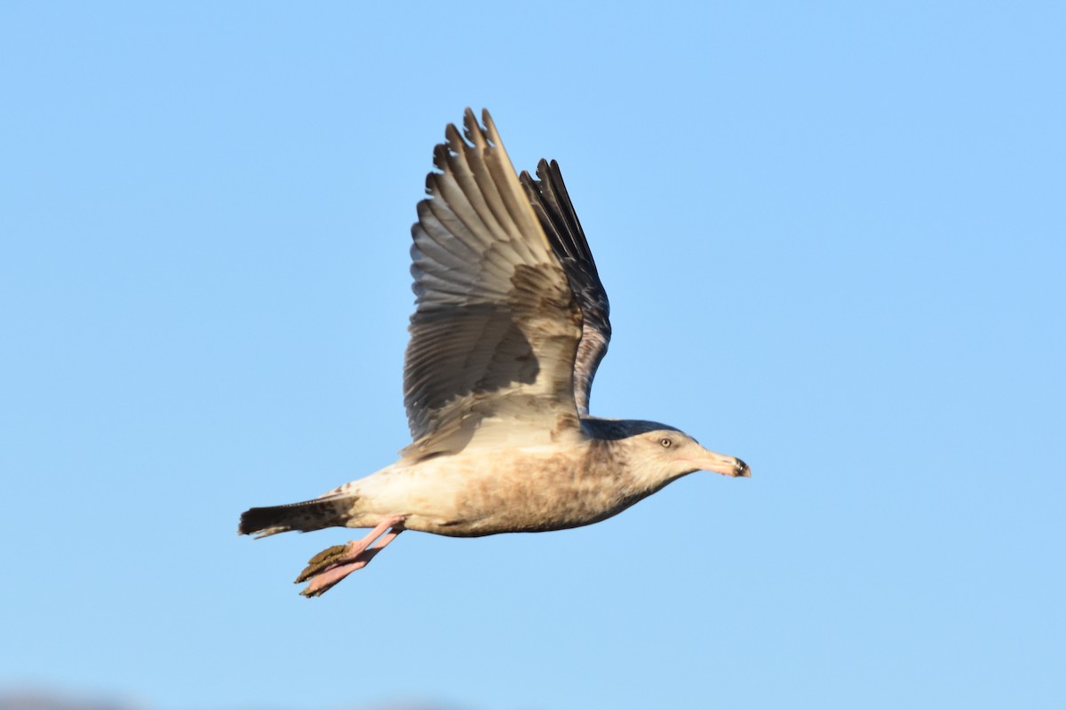 Goéland argenté (smithsonianus) - ML144547101