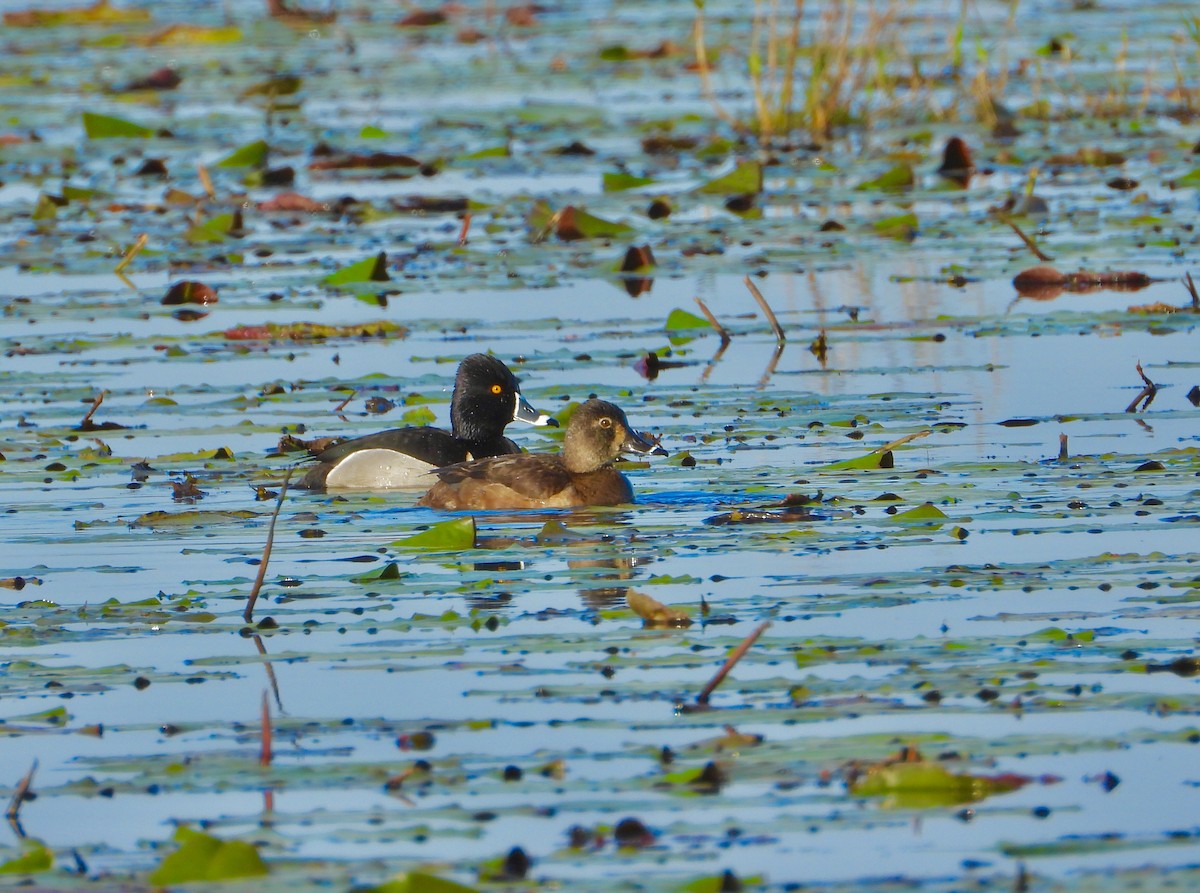 Ring-necked Duck - ML144548121