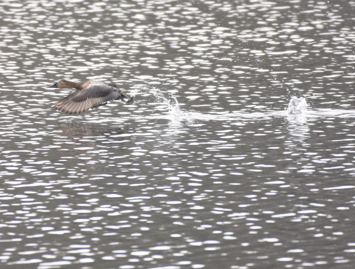 Canvasback - ML144551181