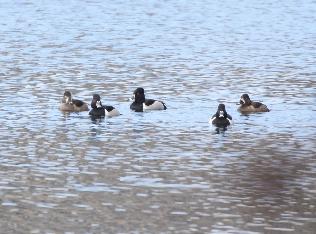 Ring-necked Duck - M Burns