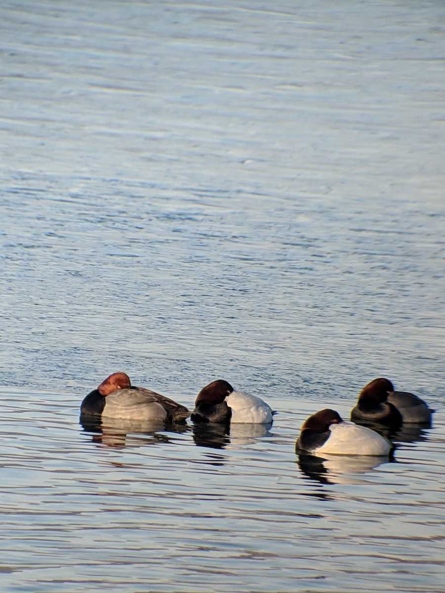 Canvasback - ML144554581