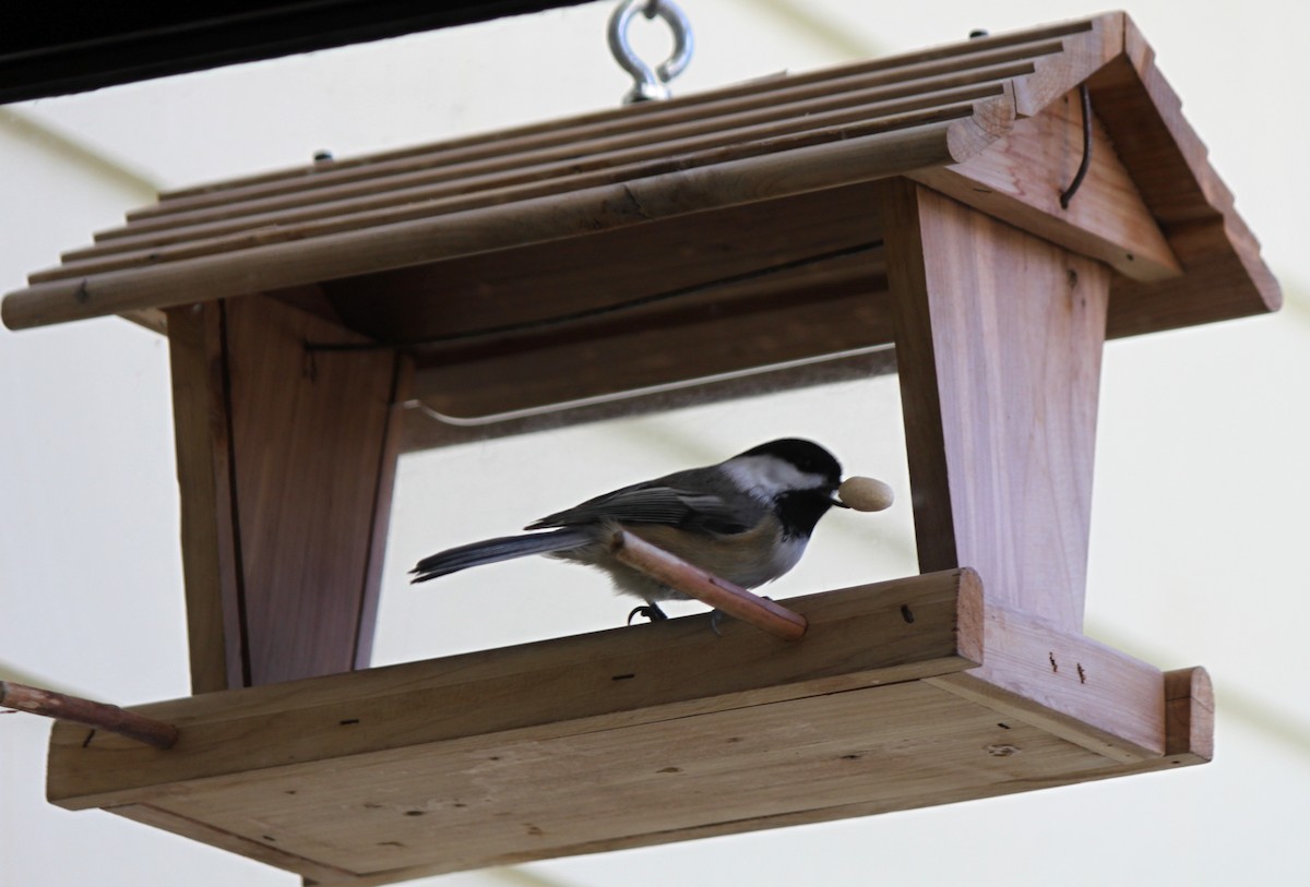 Black-capped Chickadee - ML144555101