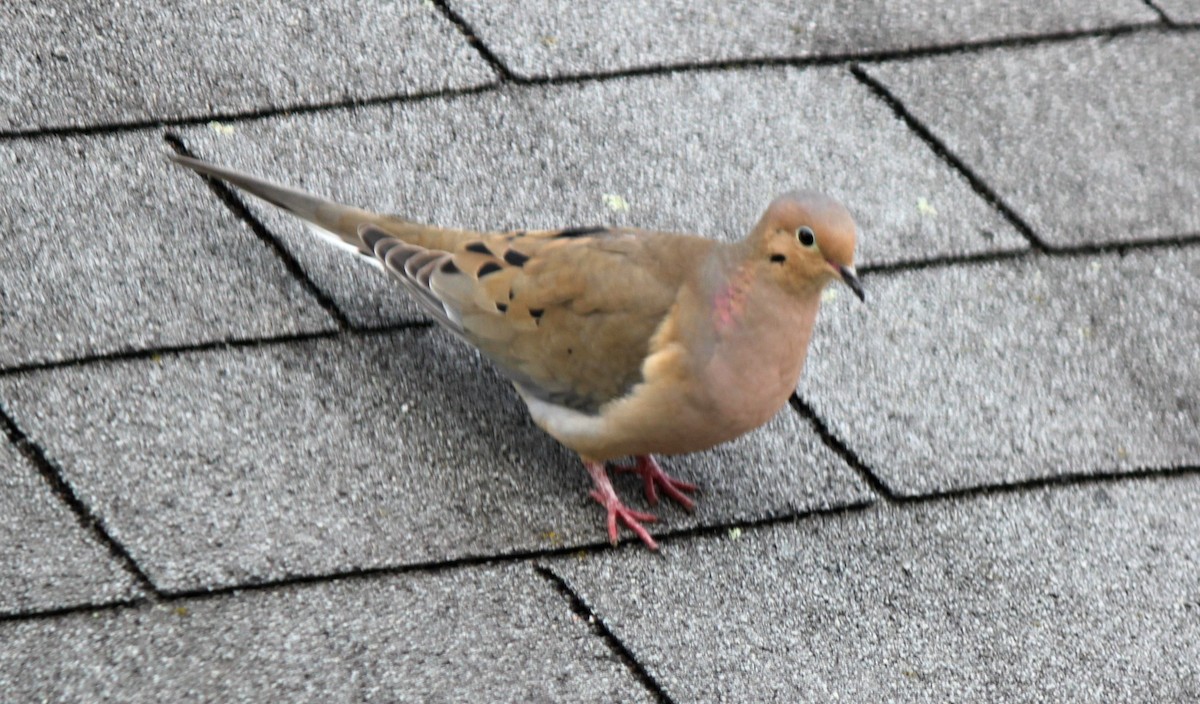 Mourning Dove - ML144556081