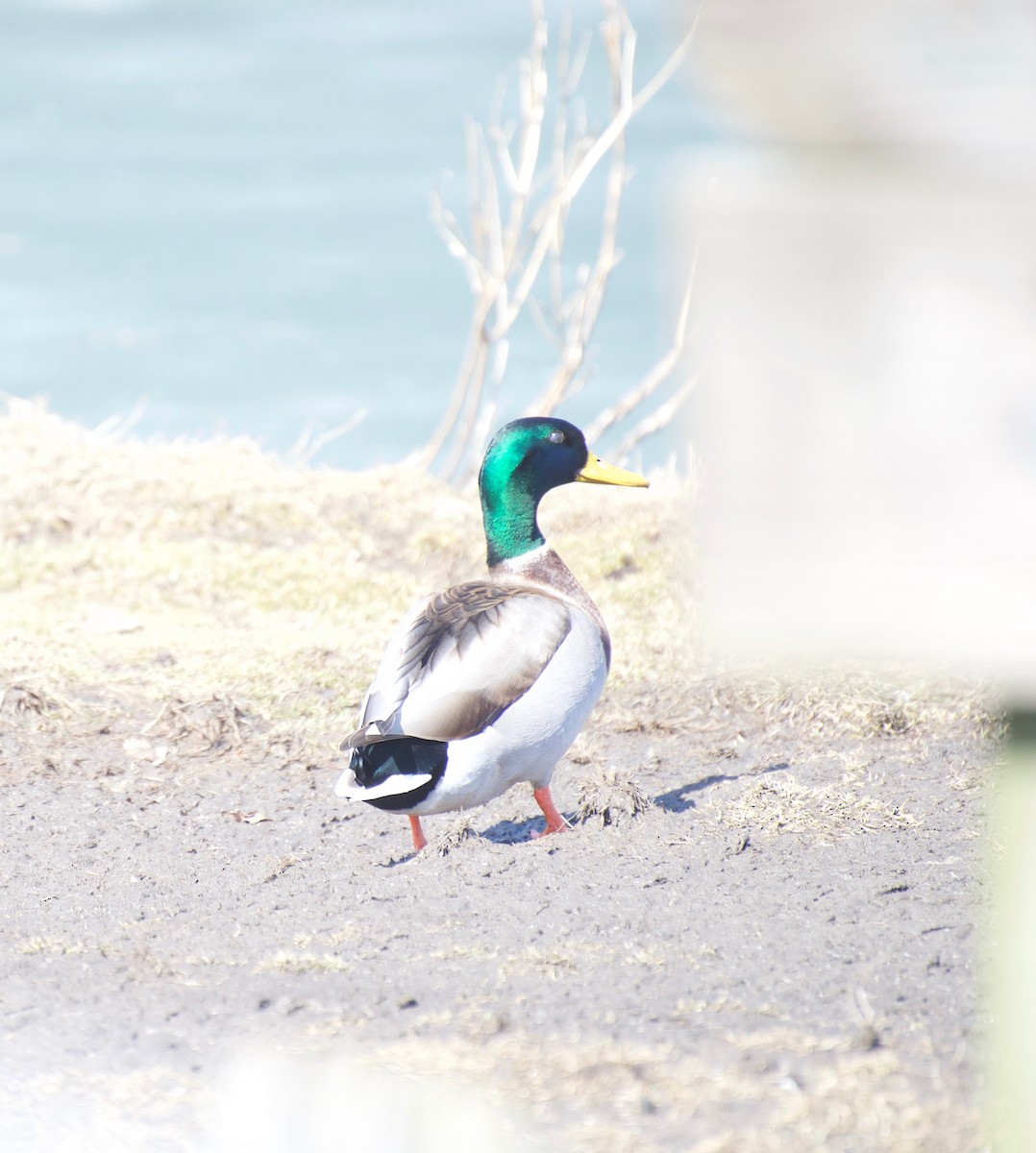 Canard colvert - ML144556791