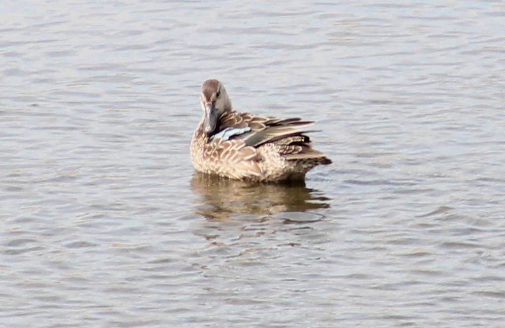 Blauflügelente - ML144557371