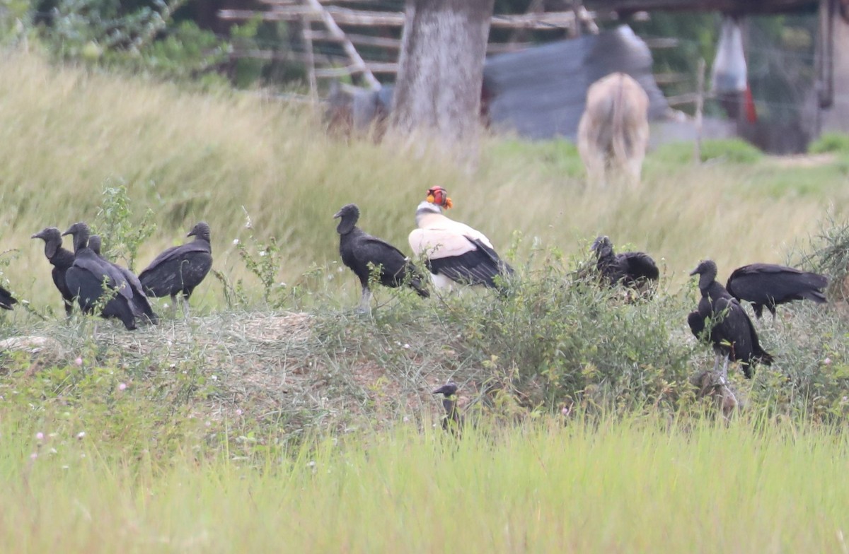 King Vulture - Wendy Howes