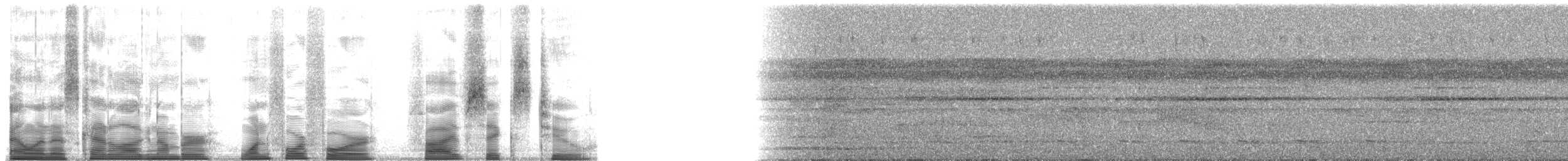 Brillenameisenpitta (macularius) - ML144562