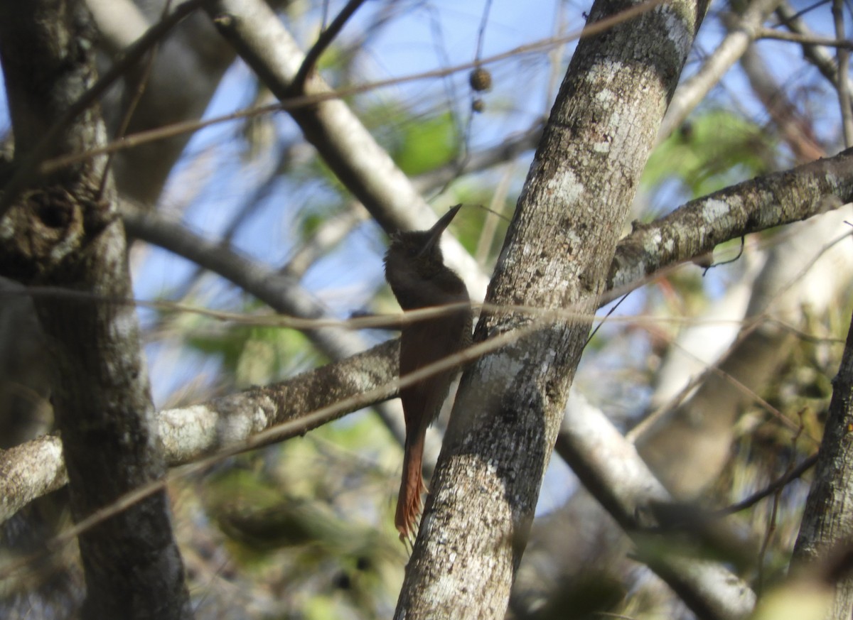 Northern Barred-Woodcreeper - ML144562501