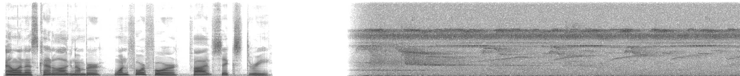 Grallaire tachetée (macularius) - ML144563
