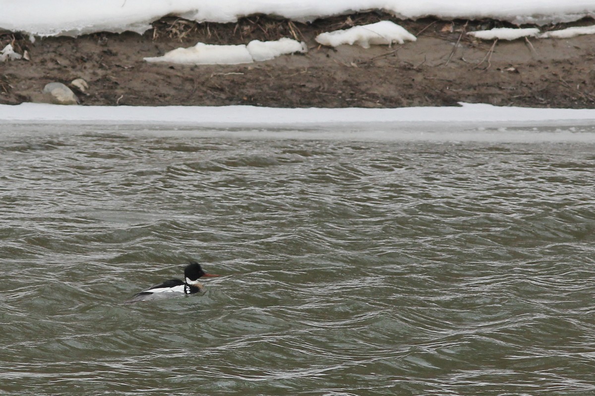 Red-breasted Merganser - ML144564211