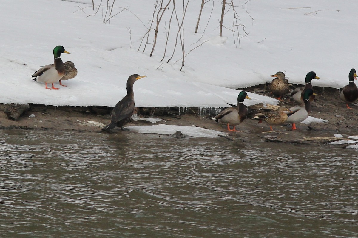 Double-crested Cormorant - ML144564391