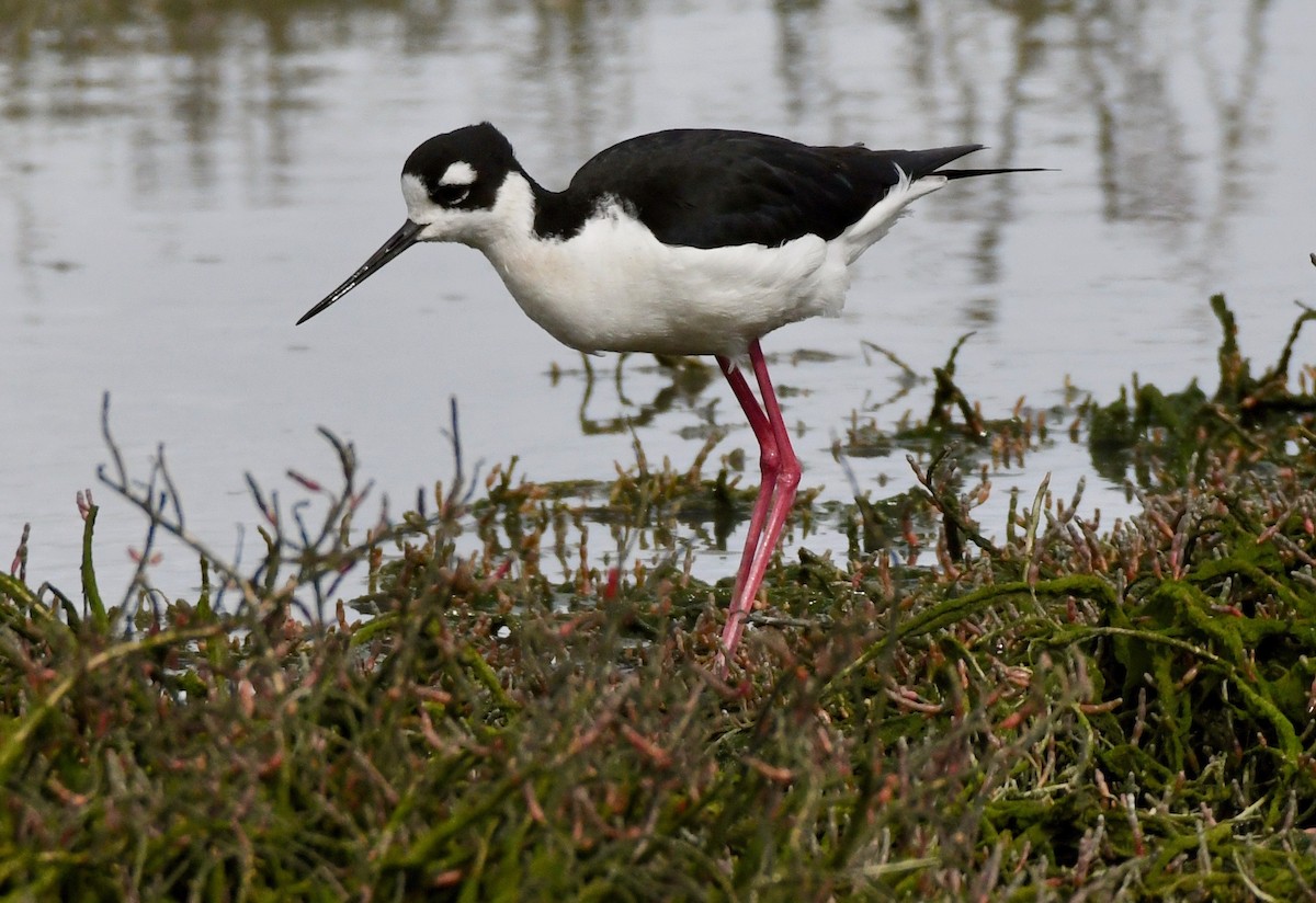 Black-necked Stilt - Adam Dudley