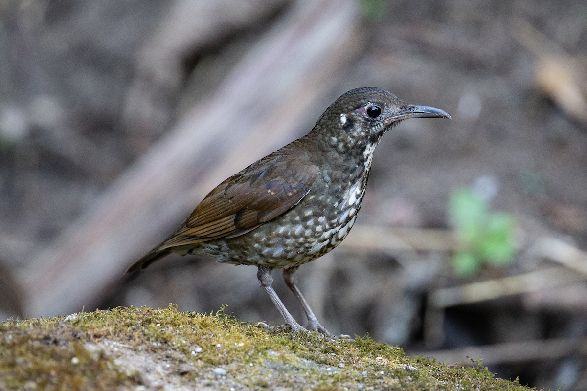 Dark-sided Thrush - Robert Tizard